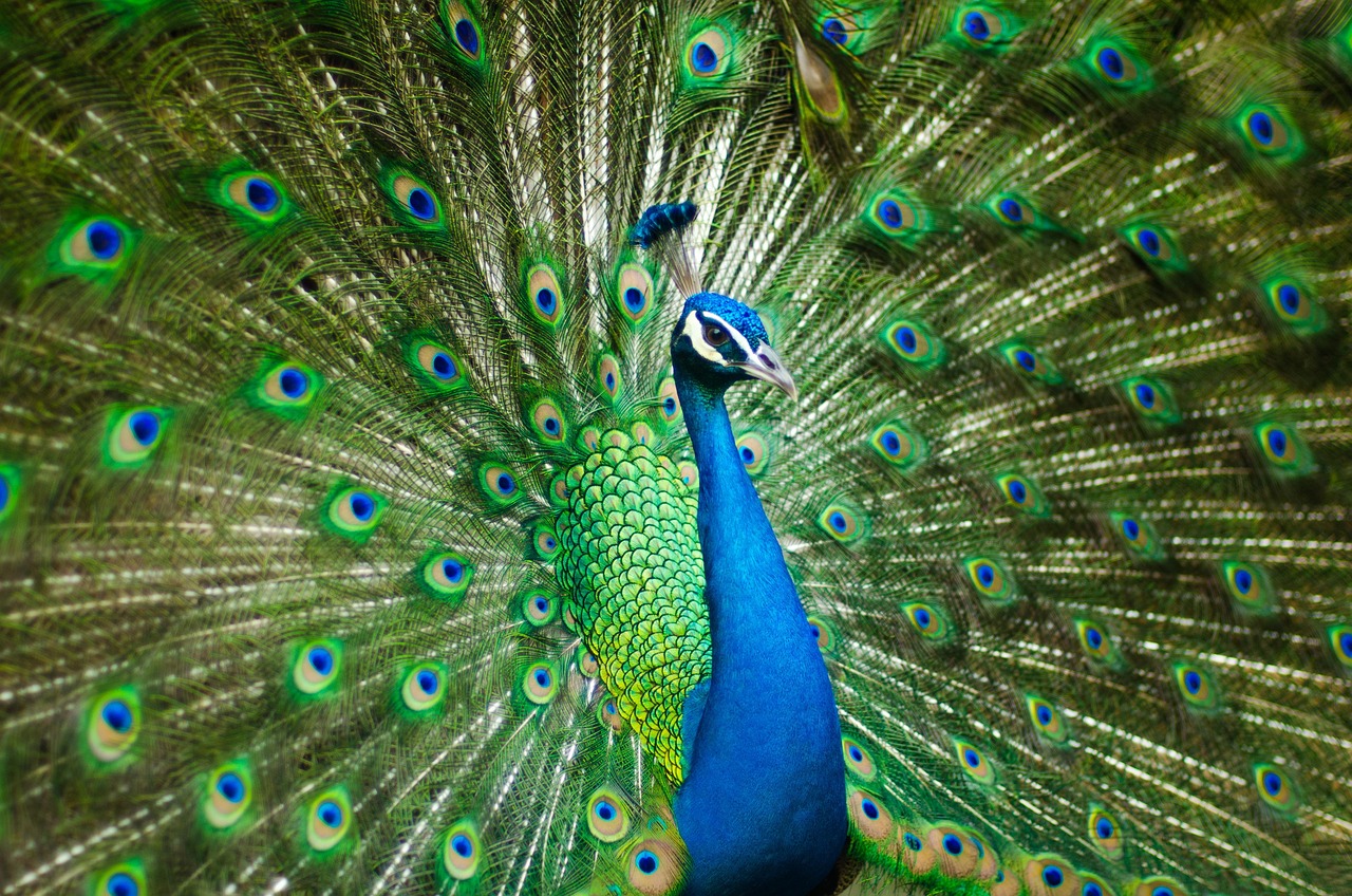 pfau-vogel-natur-federn-muster-design-pfauenfedern-gefieder-exotischen-v-geln-ave-vogelkunde-tierwelt-indien.jpg