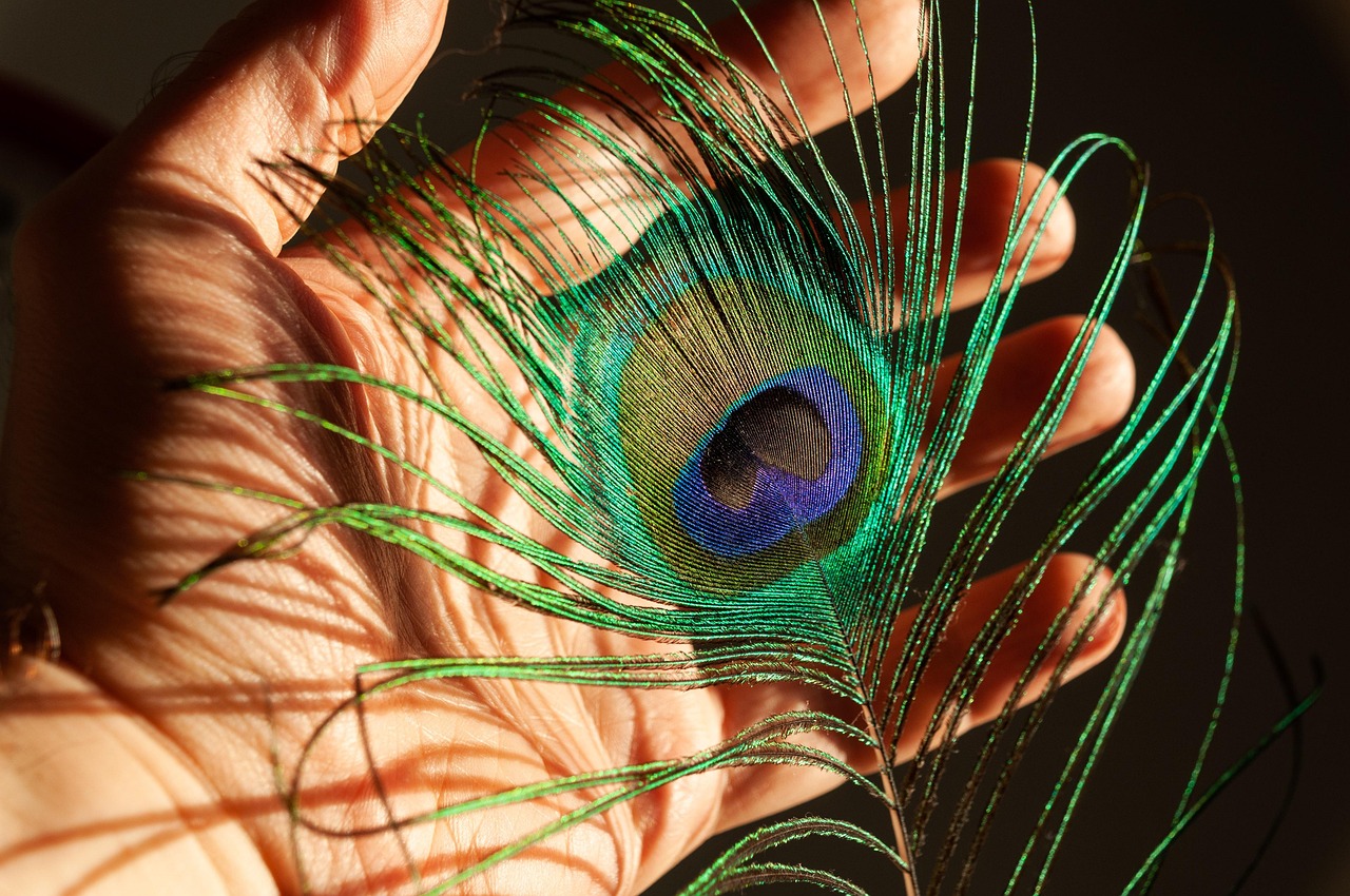 feder-pfauenfeder-natur-hand-bunt-vogel-vogelfeder-licht.jpg