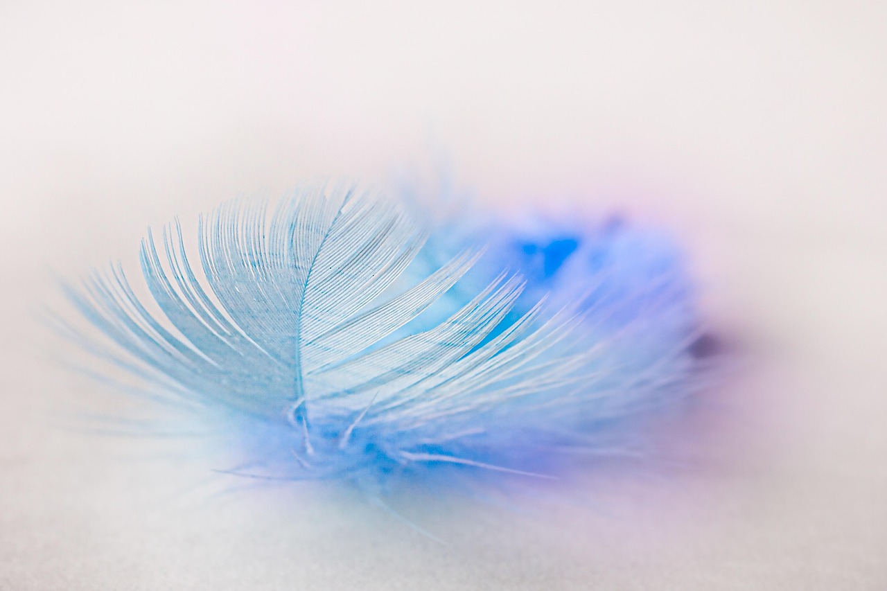vogelfeder-feder-leichtigkeit-blaue-feder-flauschige-feder-feder-feder-feder-feder-leichtigkeit.jpg
