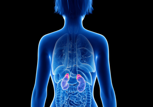 Nebennieren (500 x 350 px).png