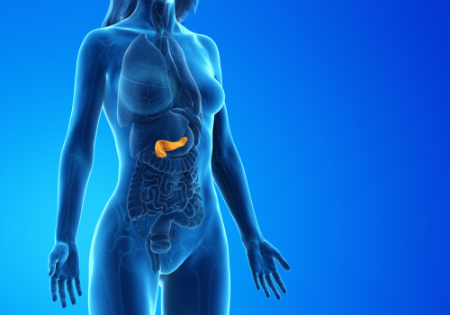 Bauchspeicheldrüse (500 x 350 px).png