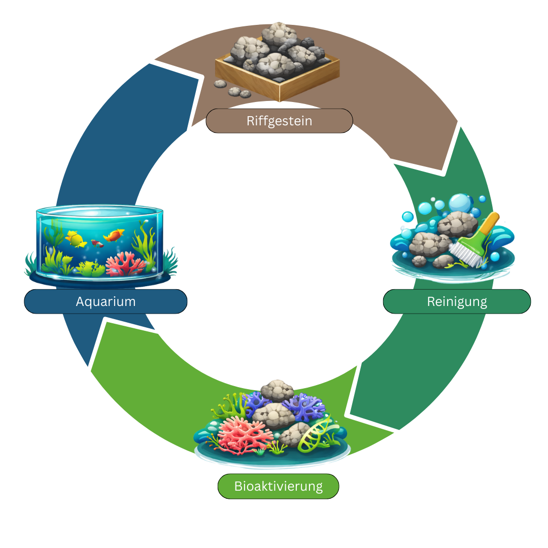 Riffgestein-Zyklus.png