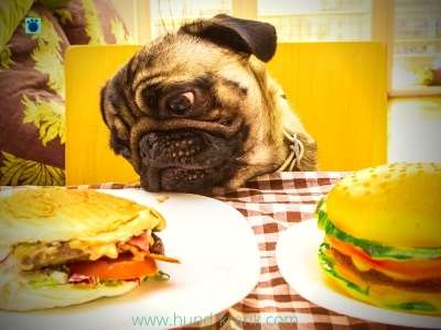 hund-giert-burger-an