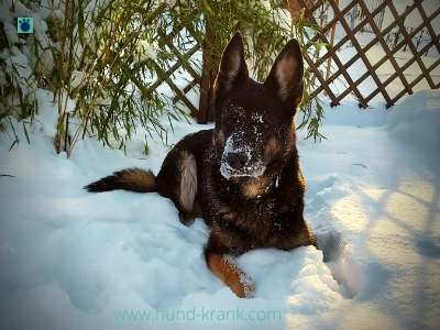 Schaeferhund-liegt-im-schnee