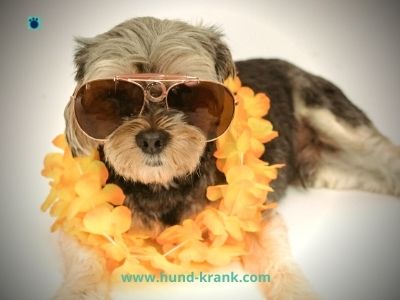Hund-mit-sonnenbrille-und-gelber-kette