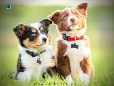 Hundewelpen-mit-rotem-und-schwarzen-halsband