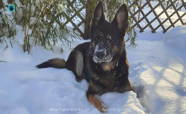 Hund kaufen Welcher Hund passt zu mir?