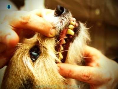 hund-erhaelt-zahnkontrolle