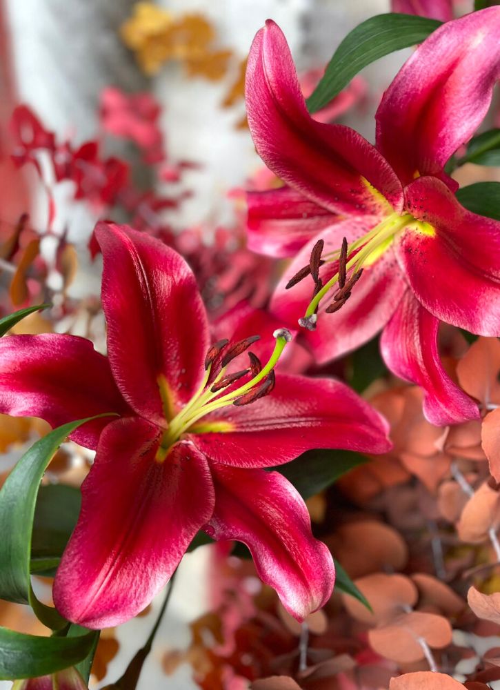 _Thursd-Floral-Trend-Color-2023-Dark-Lilies-in-Passion-Red-From-Bredefleur-on-Thursd.jpg