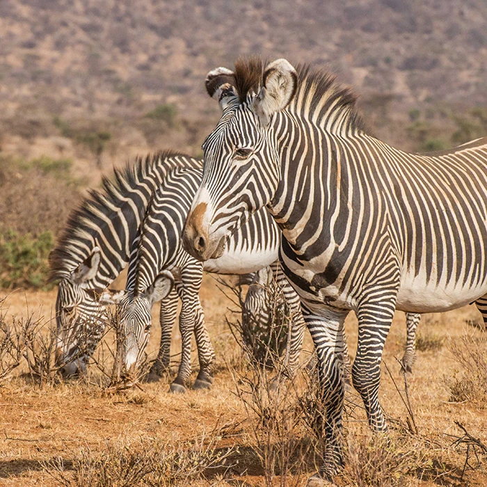 PureVenture Zebra in Kenia