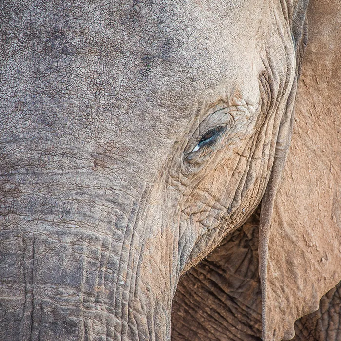 PureVenture Elefant in Kenia