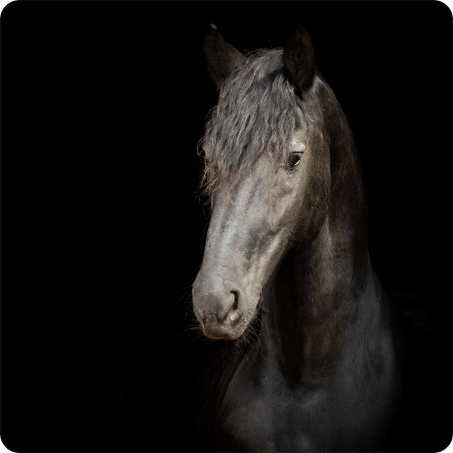 Auch die Pferdefotografie lebt von Licht und Schatten.