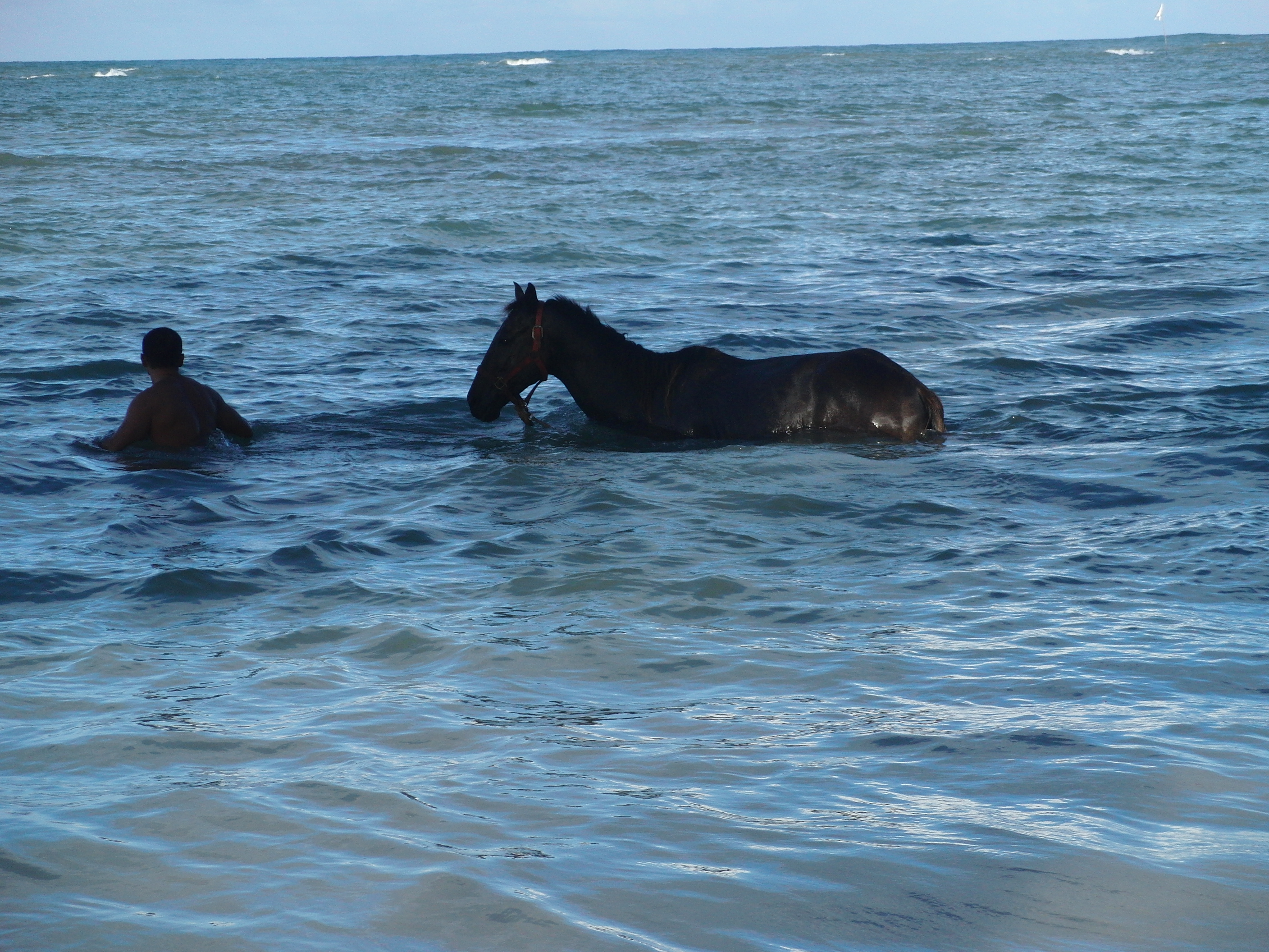 Schwimmen mit Pferd
