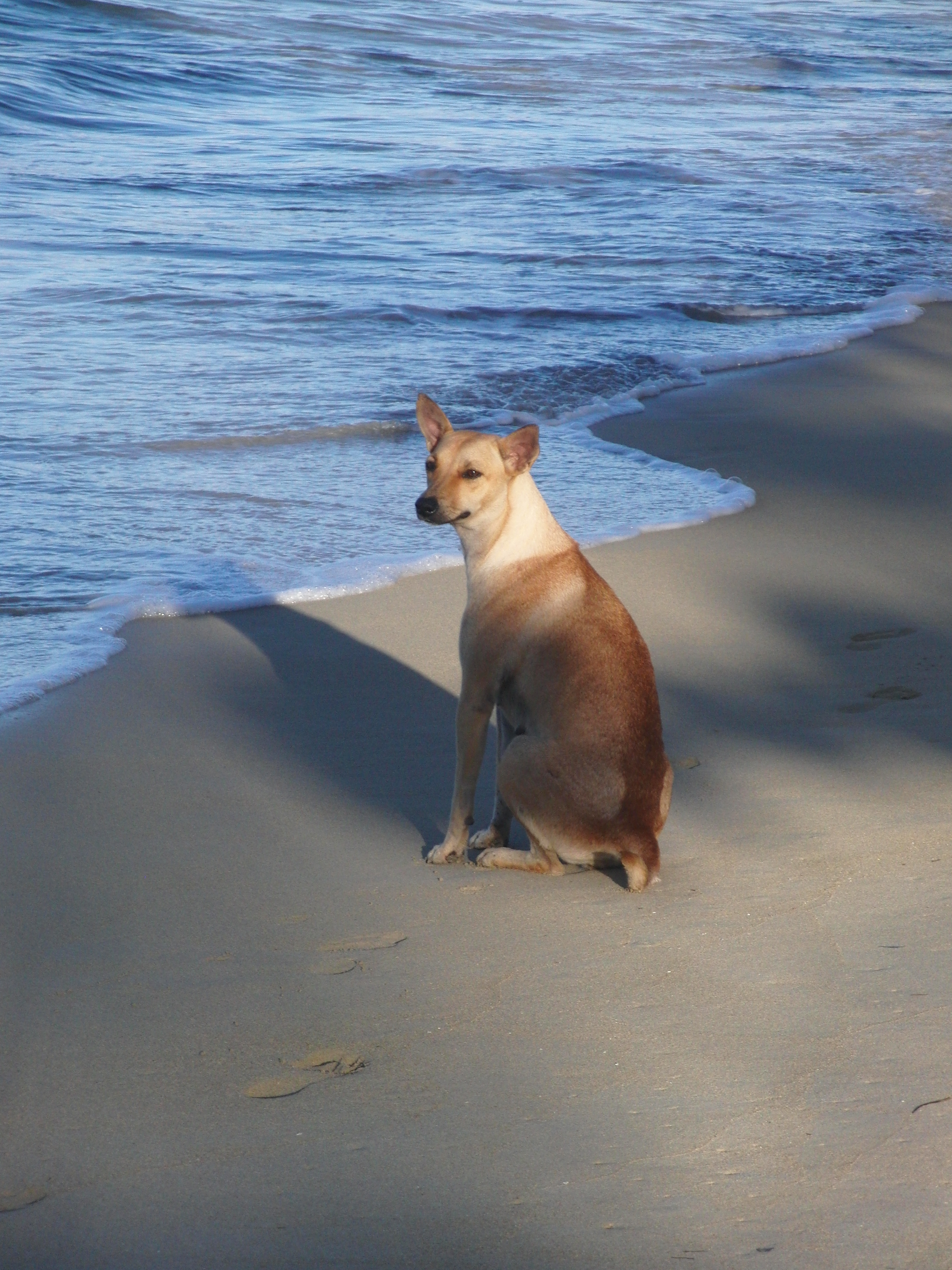 Hund am einsamen Strand