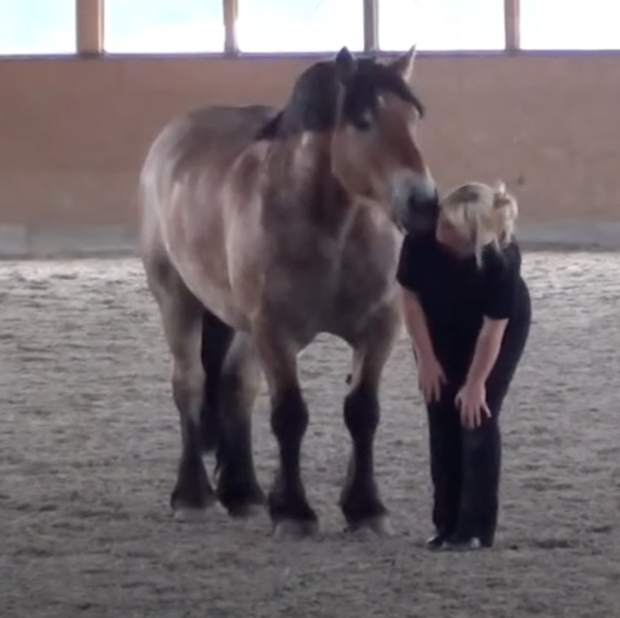 Heike Pferd halle.png