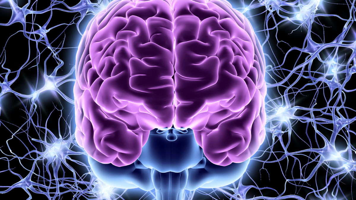 Das Nervensystem verstehen – und besser trainieren