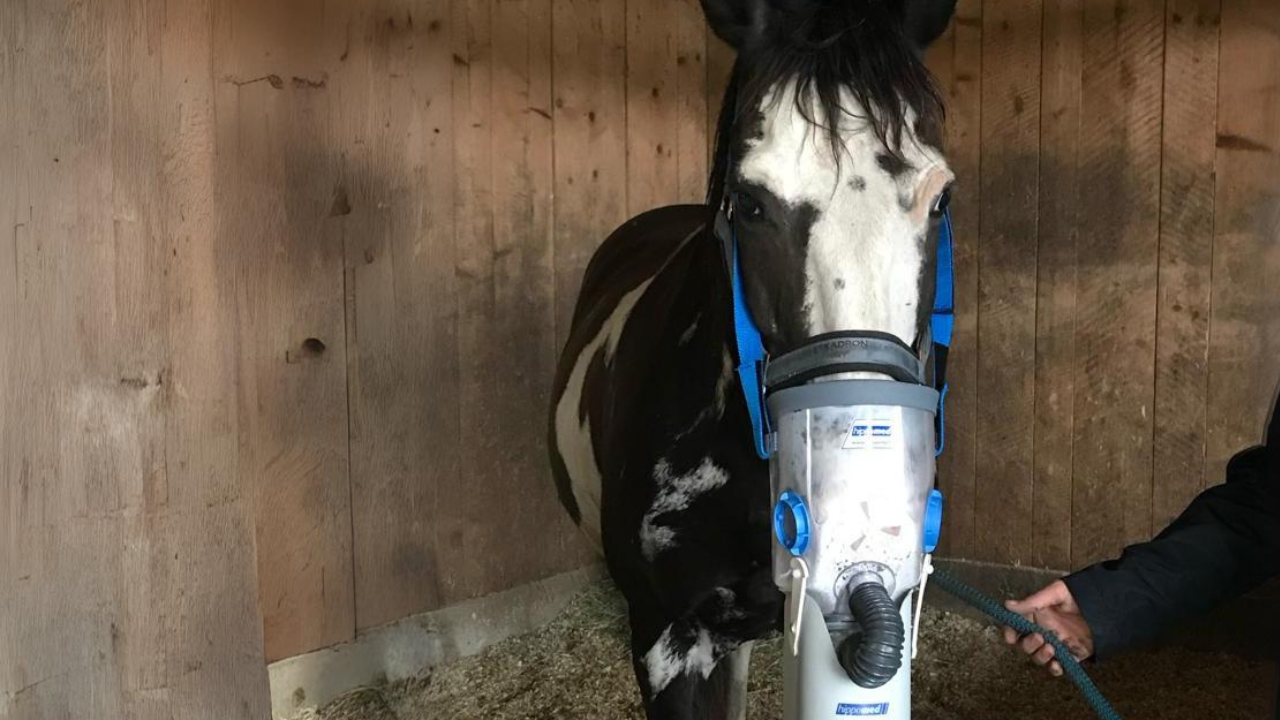 Bilder für Videos Sommerekzem Husten Hufrehe (1).png