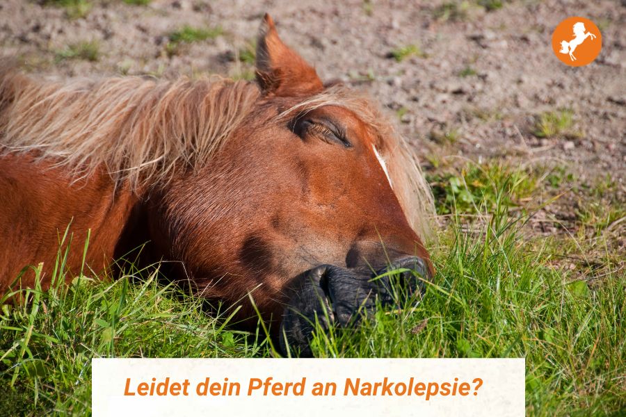 Leidet dein Pferd unter Narkolepsie?