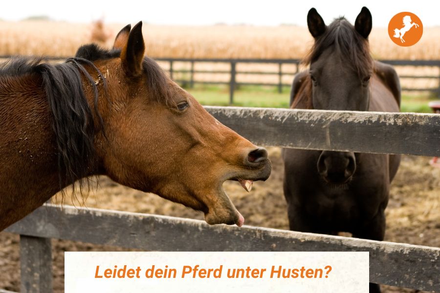 Husten beim Pferd - was ist die Ursache?