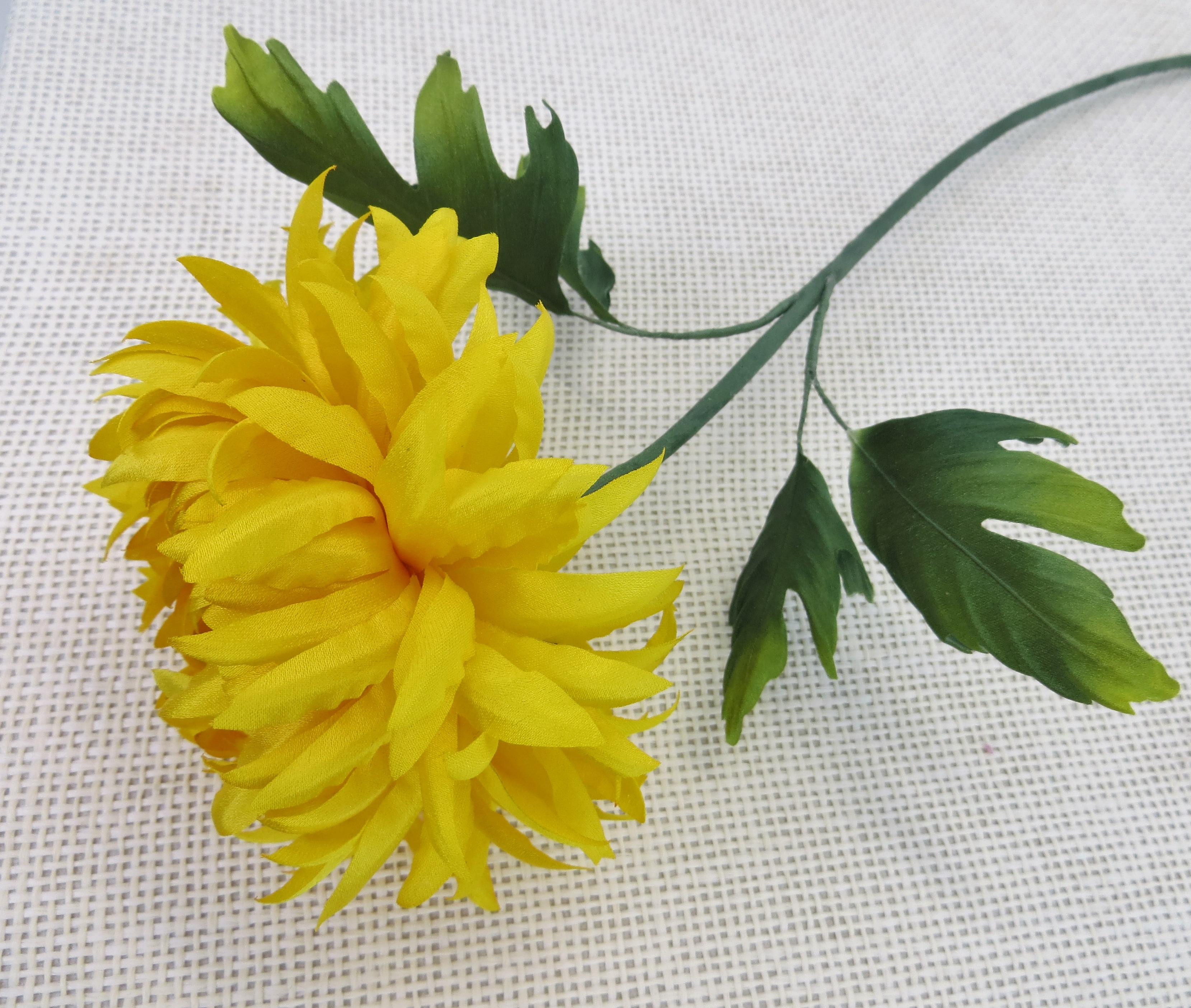 Chrysantheme-Patrizia.jpg