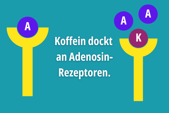 Koffein blockiert Adenosinrezeptoren.