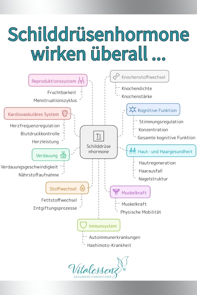 Auswirkungen Schilddrüsenhormone auf Körper