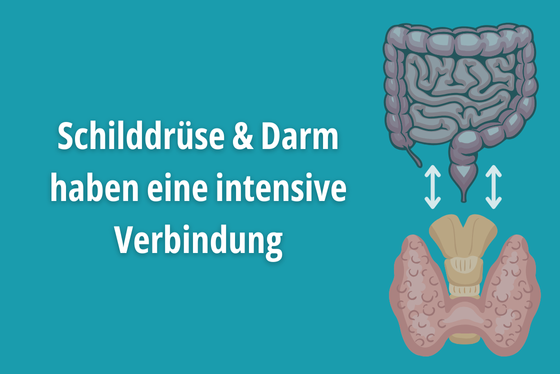 Schilddrüsen-Darm-Achse