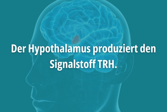 Hypothalamus produziert TRH