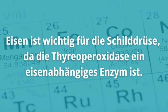 Eisen ist wichtig für die Schilddrüse,  da die Thyreoperoxidase ein eisenabhängiges Enzym ist.