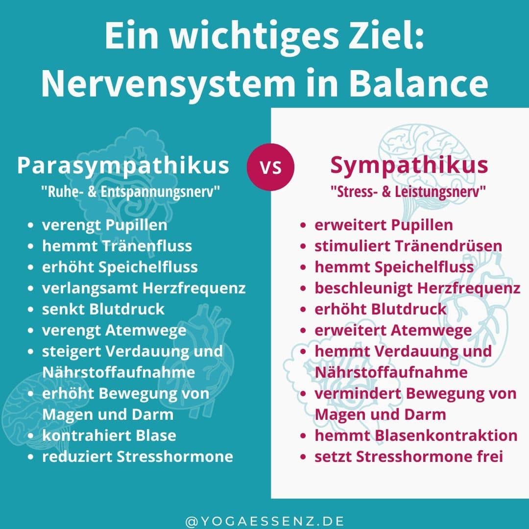 Parasympathikus und Sympathikus, Auswirkungen im Nervensystem