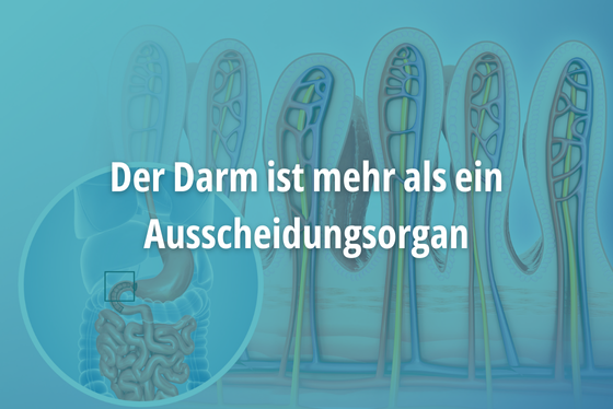 Der Darm ist mehr als ein Ausscheidungsorgan