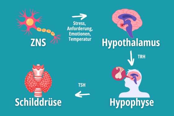 ZNS Hypothalamus Hypophyse Schilddrüse