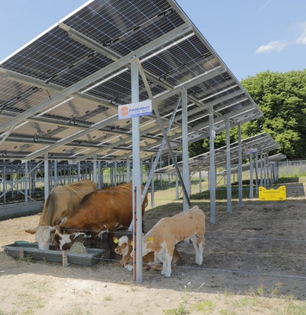 SF Agri Solar Beef MOthercows2 (003)_3.jpg