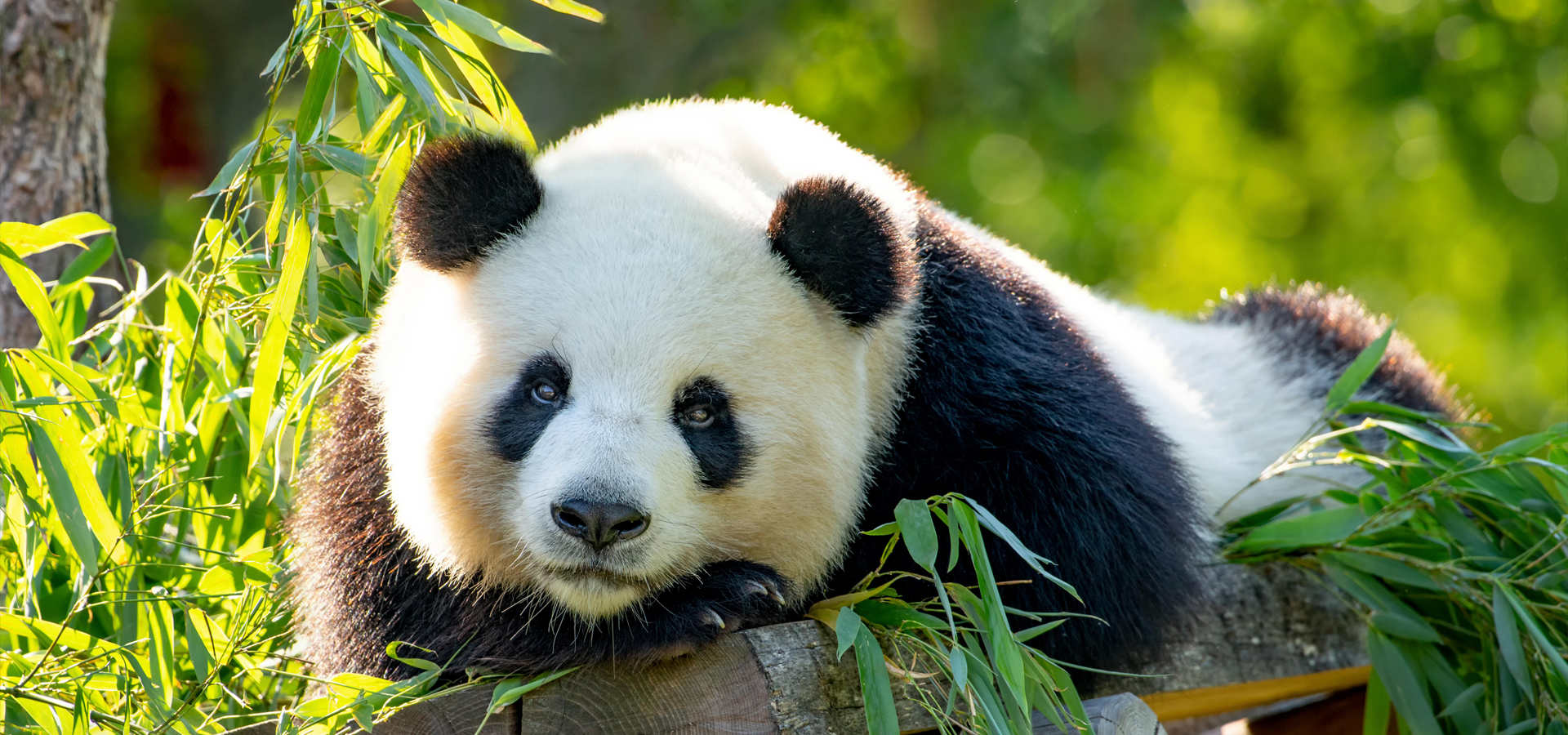 Header_Panda_Meng Meng.jpg