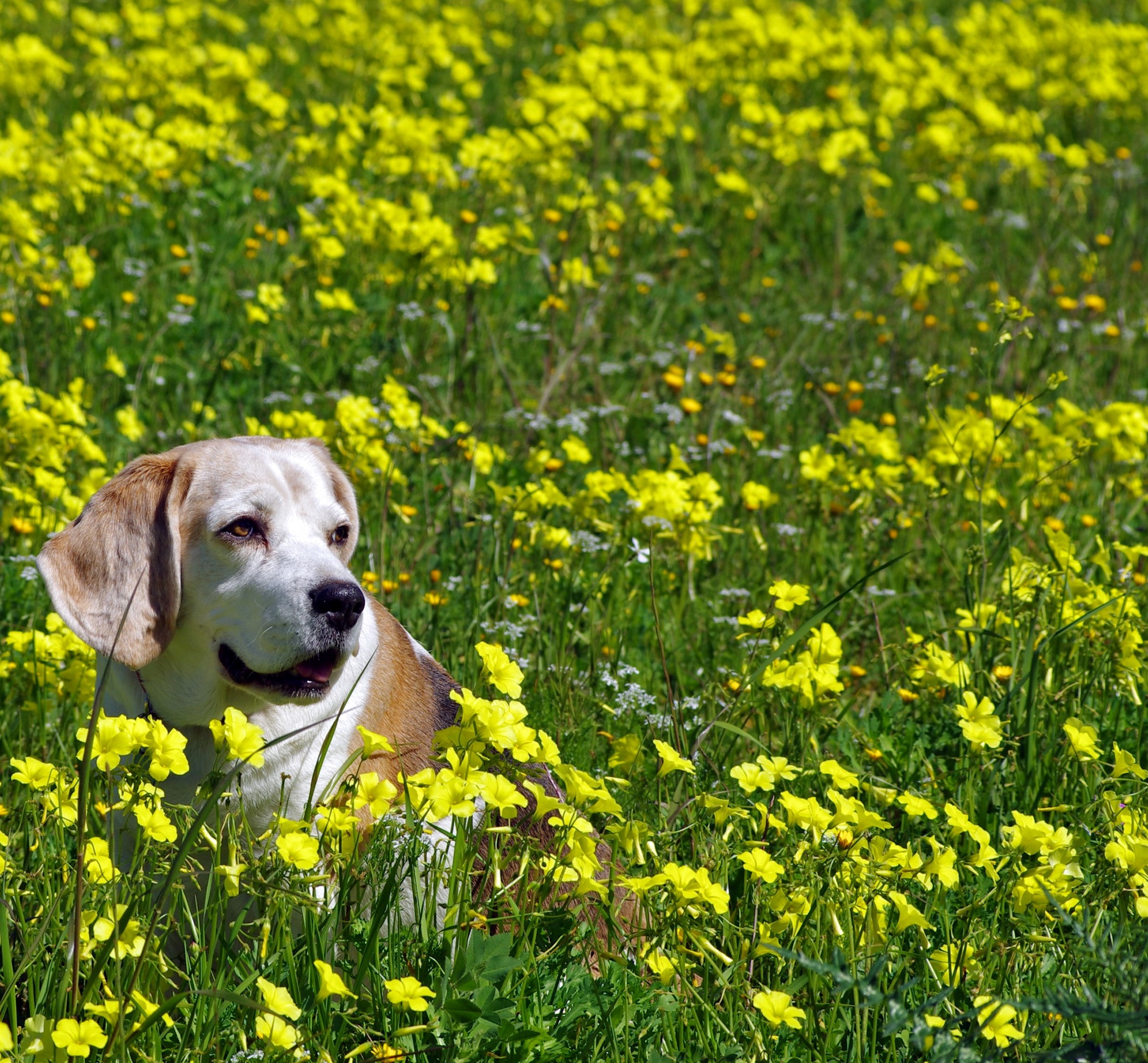 Canva - Dog Sitting on Field - Kopie_Cut.jpg