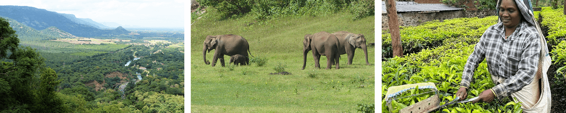 Teeplantagen und Elefanten in Indien