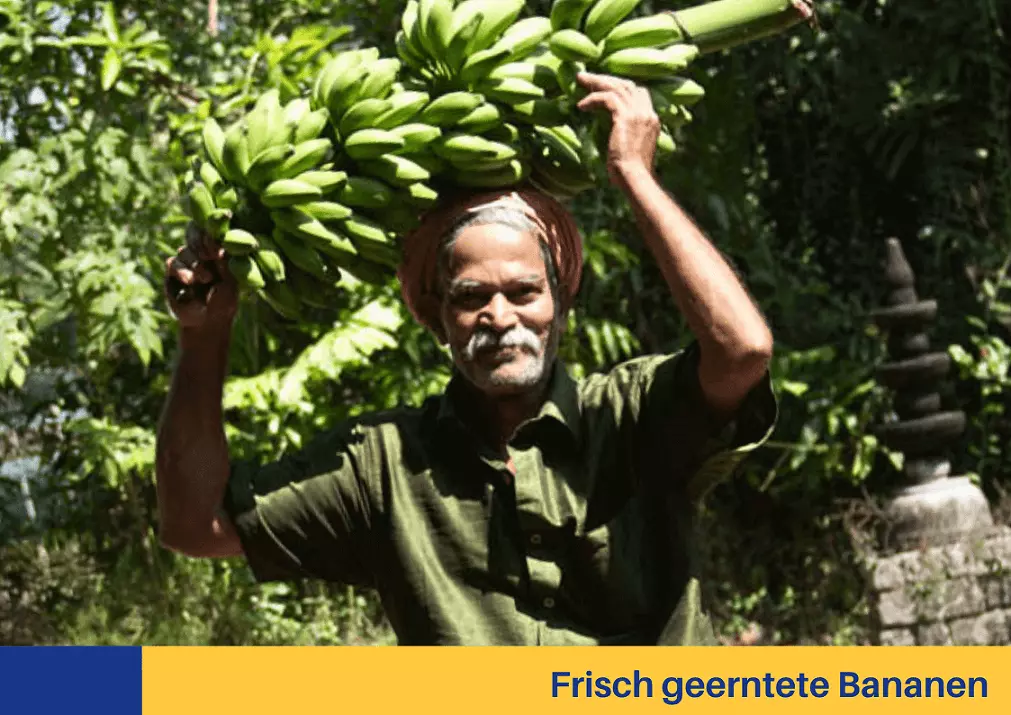 Ayurvedakur frische Bananen Bananenplantage