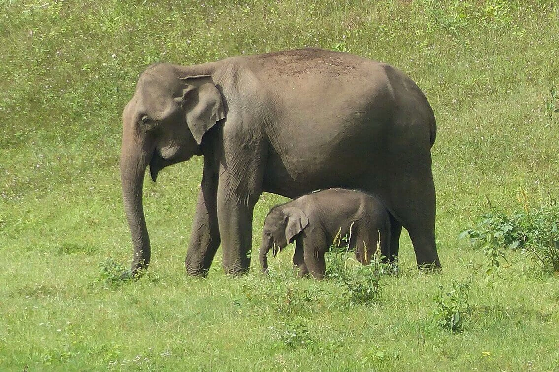 Elefanten_Indien_PeriyarNationalpark