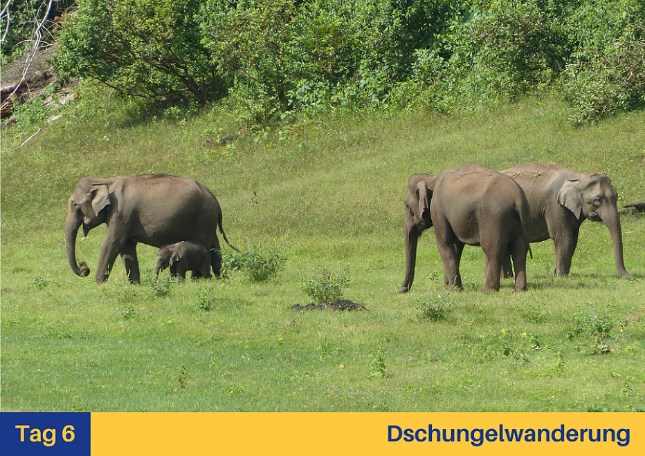 Dschungelwanderung Indien Elefanten