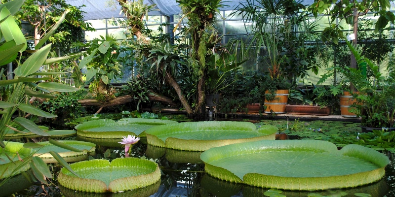 Botanischer Garten und Immobilienbewertung: Eine harmonische Verbindung in Dresden
