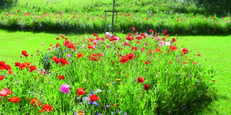 Blumenwiese in Mühlhausen: Ein Paradies vor der Haustür und warum Immobilienbewertung mehr ist als nur Zahlen