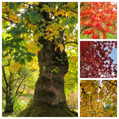 Herbstlaub in den Hohenheimer Gärten