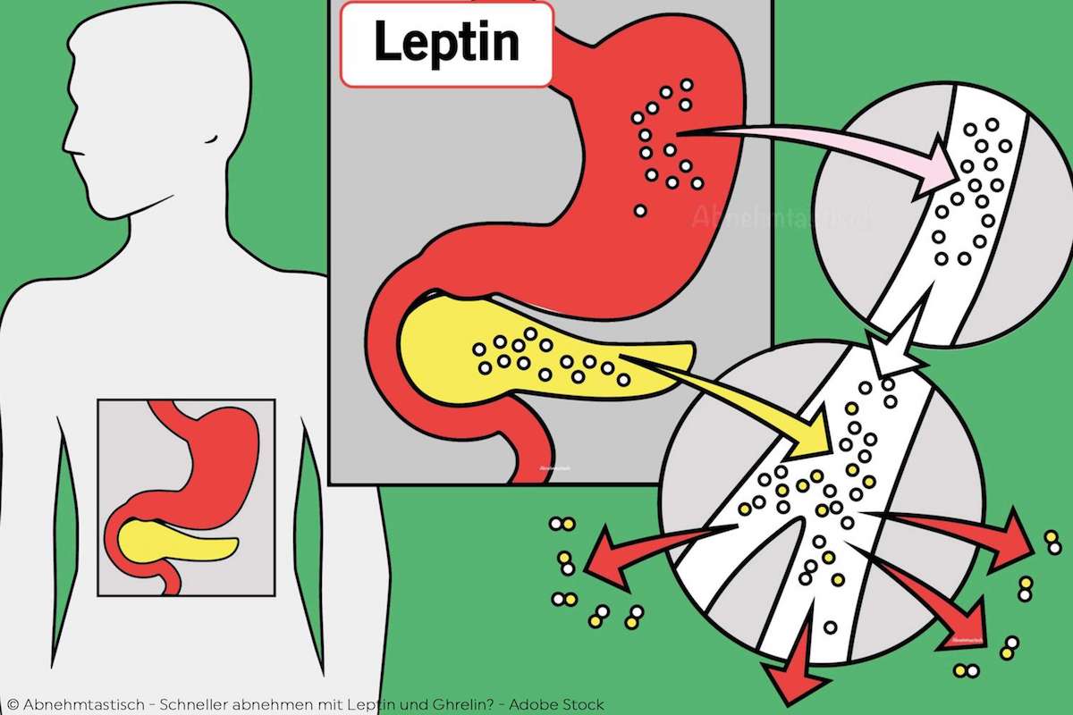Leptin zum Abnehmen - Wie funktioniert das?