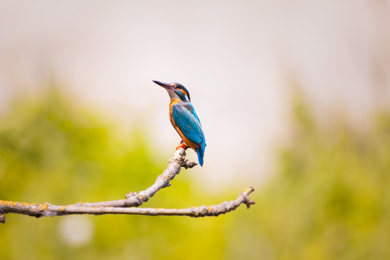 Eisvogel