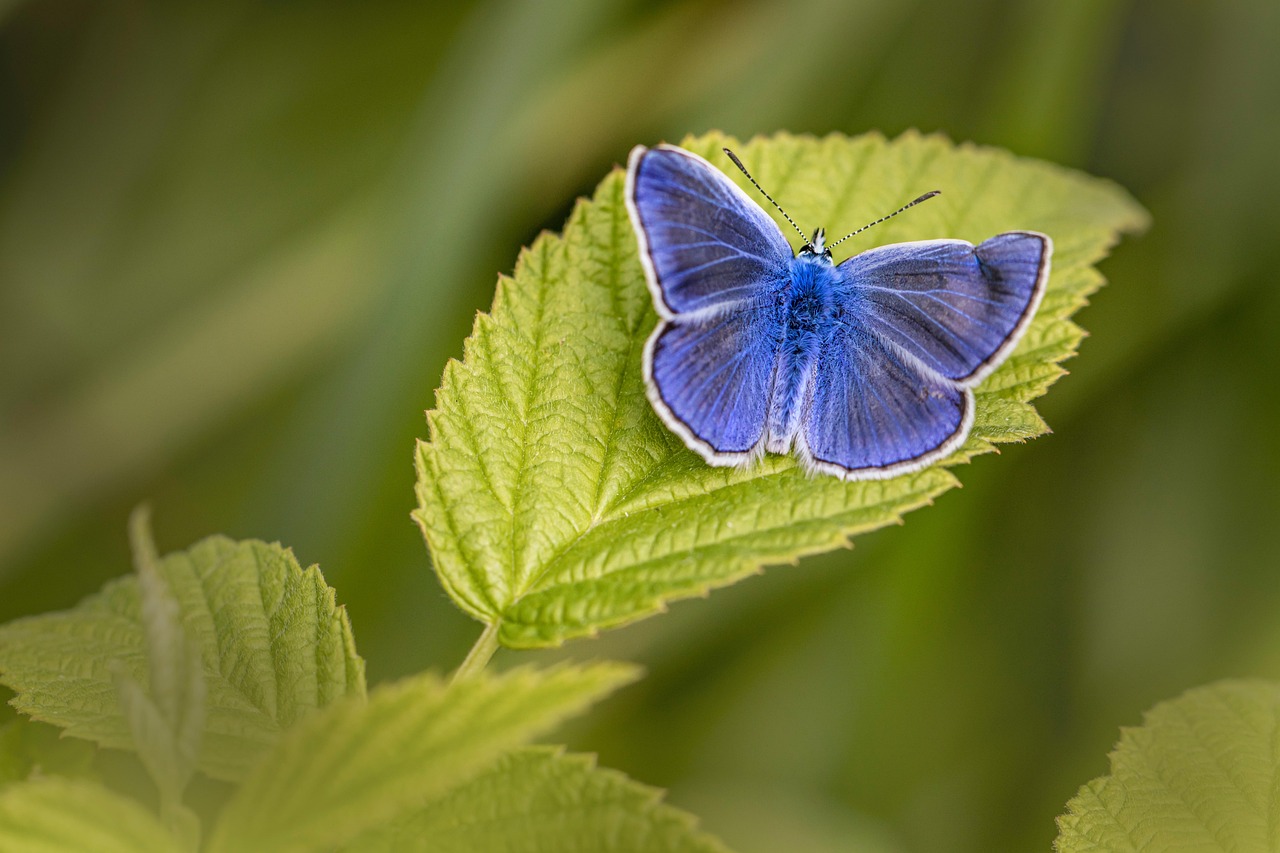 Schmetterling.jpg