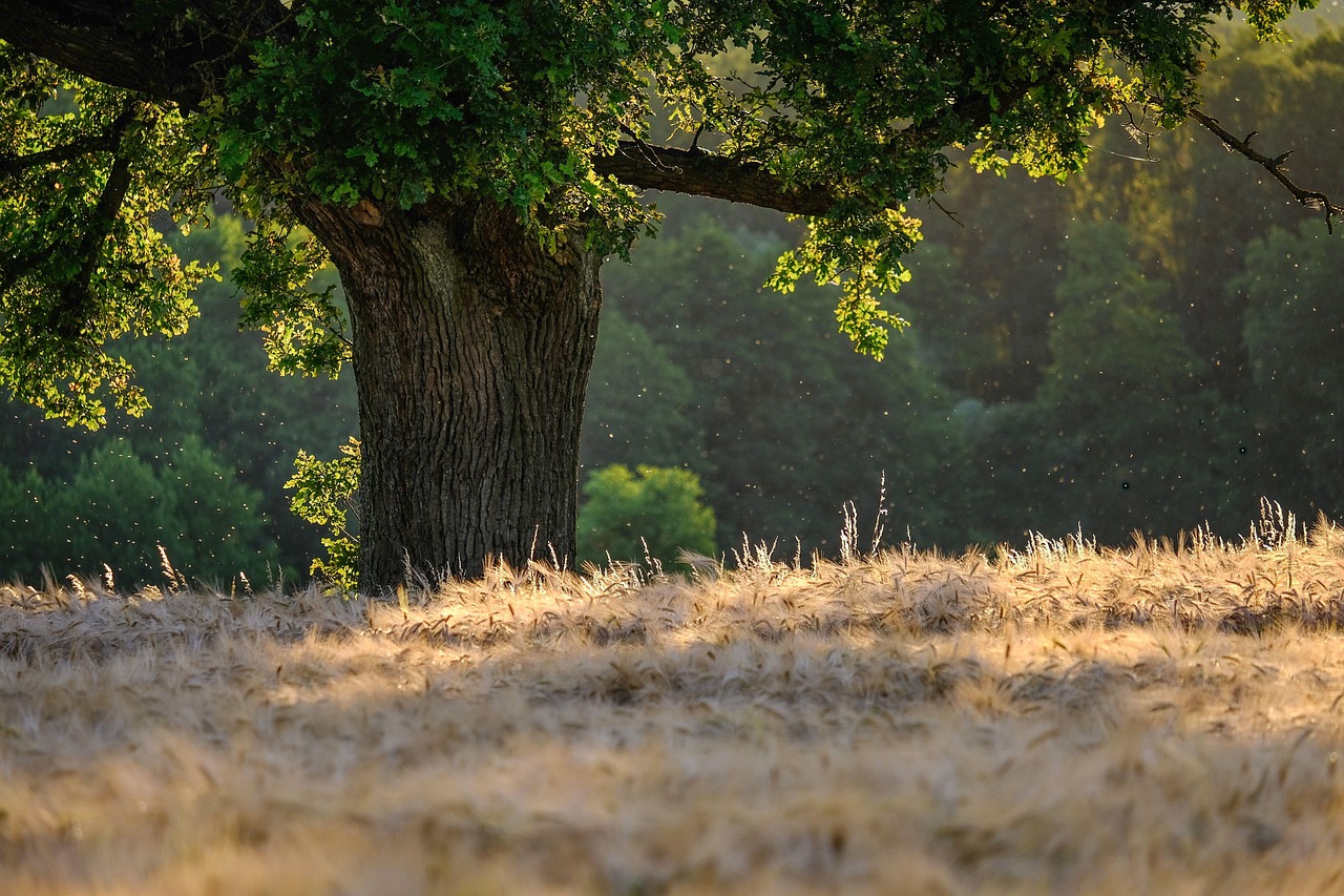 Baum.jpg