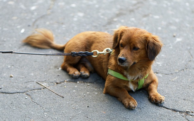 dog-g44cbbb3a5_640.jpg