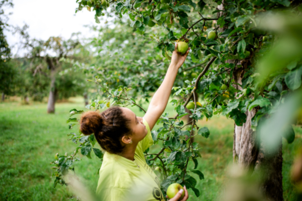 Eine Fundraiserin pflückt gerade einen grünen Apfel und steht auf einer Streuobstwiese