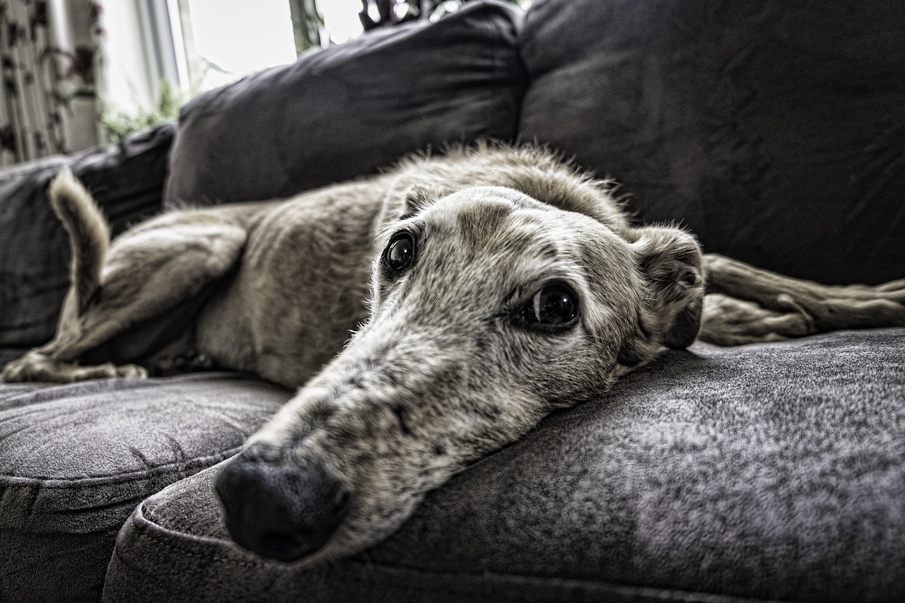 Zeit nach der Home Office Phase: Wie Dein Hund problemlos alleine bleiben kann