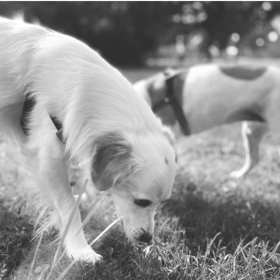 hunde.png